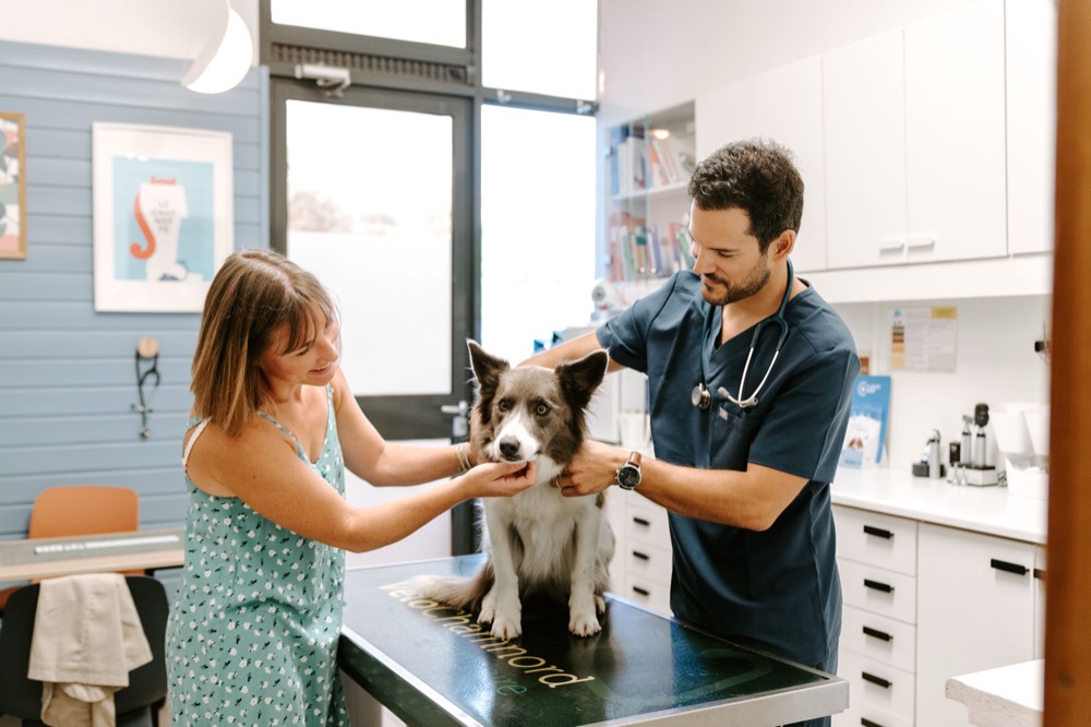 Un veterinario visita un cane in ambulatorio, accanto alla persona che lo accompagna